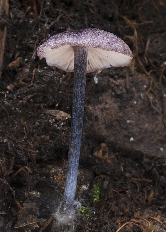 Entoloma dichroum